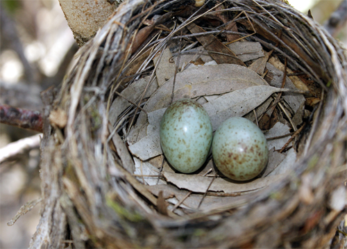 Eastern Yellow Robin nest with eggs, Rise and Shine Bushland Reserve 